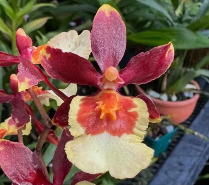 Orchid flower with deep pink petals, yellow center, and soft white lower petals