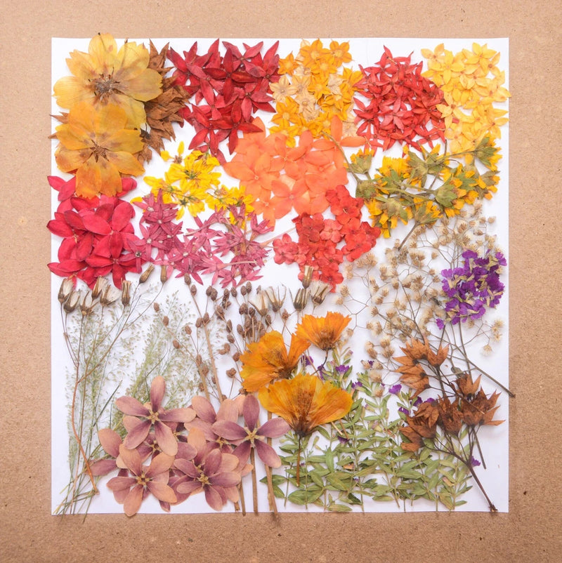 Pressed dried floral assortment on white backing, mixed orange, red, purple, and yellow blooms