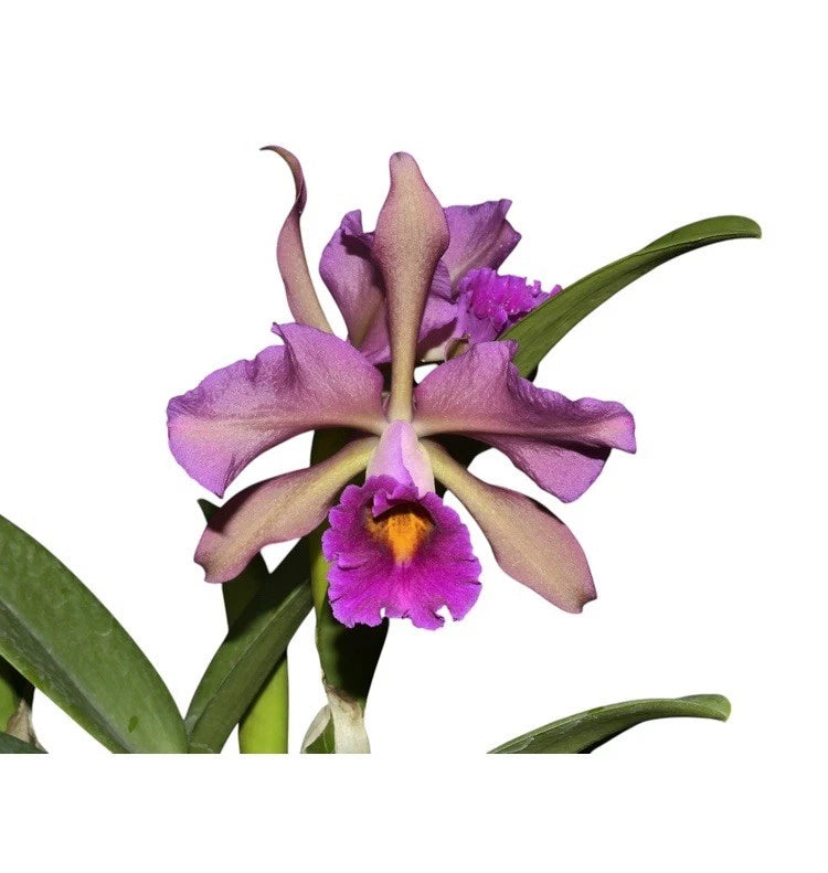 Purple Cattleya orchid bloom with yellow lip and green leaves