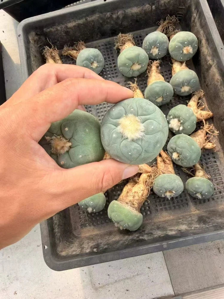5PCS 4CM LF Succulent Cactus Plant Home Garden Beautiful Cacti Plants seedgrowth Garden Plants