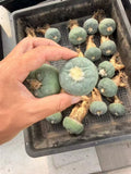 5PCS 4CM LF Succulent Cactus Plant Home Garden Beautiful Cacti Plants seedgrowth Garden Plants