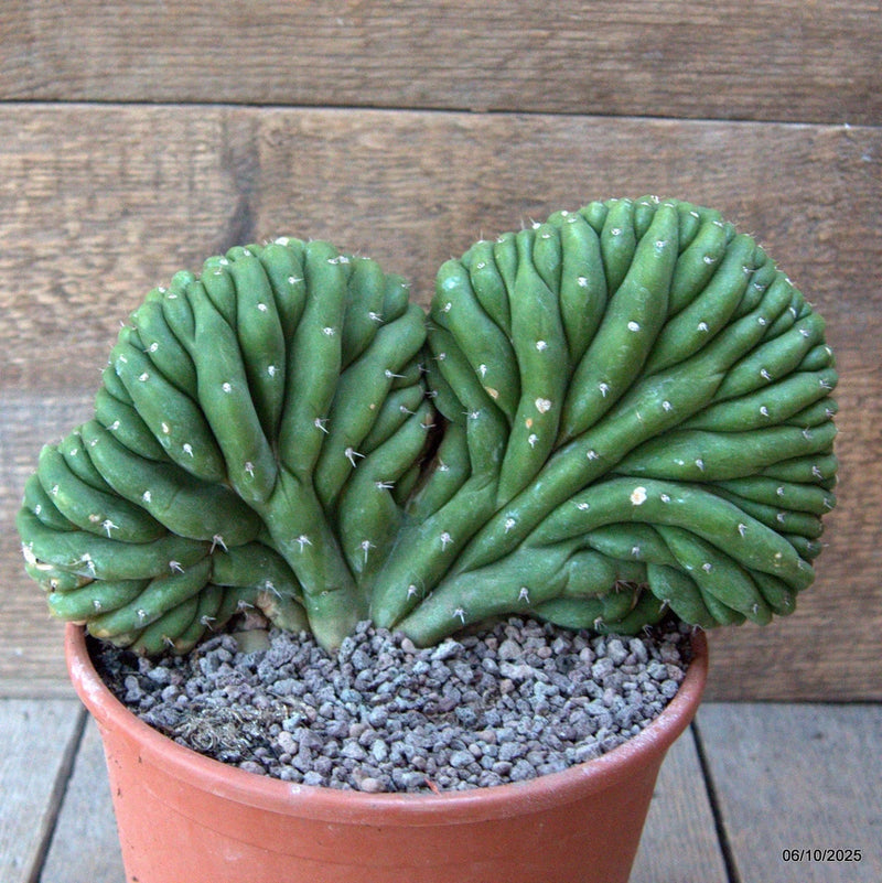 D6930 CEREUS PACHA. CRESTED pot17-H14-W21 cm MaMa Cactus Green Plant