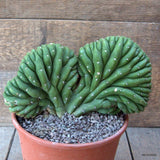 D6930 CEREUS PACHA. CRESTED pot17-H14-W21 cm MaMa Cactus Green Plant