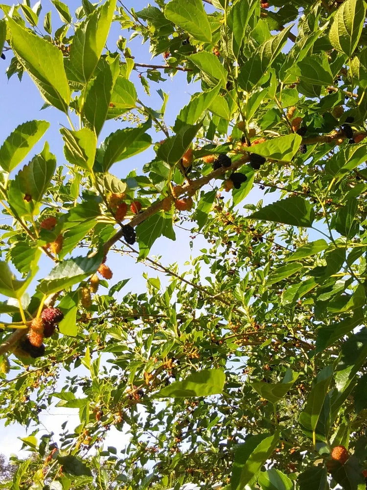Mulberry tree cuttings with green leaves and dark red fruit