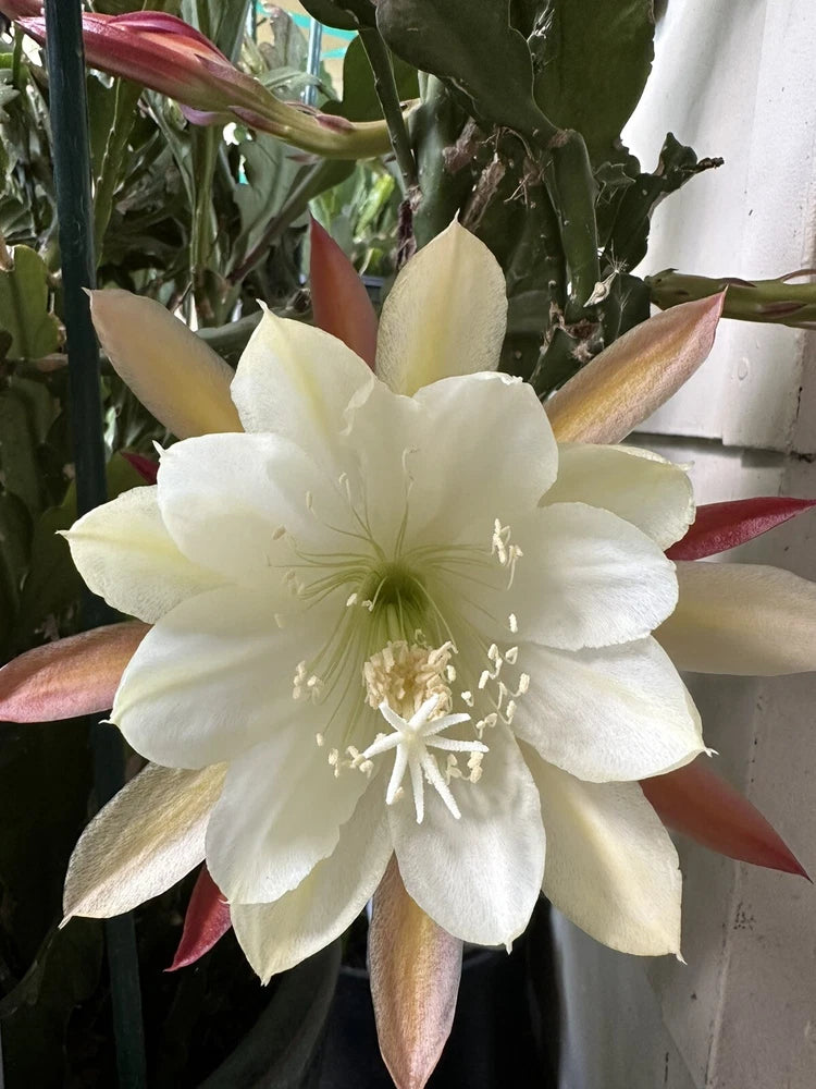 White and light-yellow orchid bloom with curled petals and visible stamens