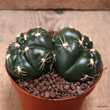 D7680 GYMNOCALYCIUM DENUDATUM pot10-H6-W11 cm MaMa Cactus Green Plant