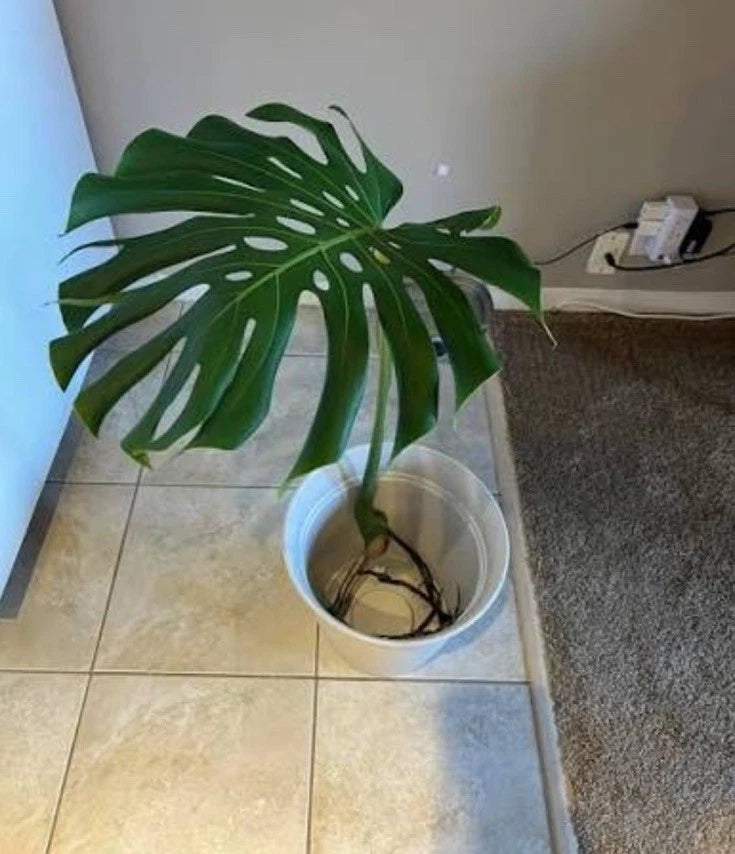 Monstera Cutting Big Leafs With Roots Orchids