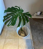 Monstera Cutting Big Leafs With Roots Orchids