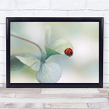 Ladybird Red Soft Bokeh Hydrangea White Flower Wall Art Print Hydrangea