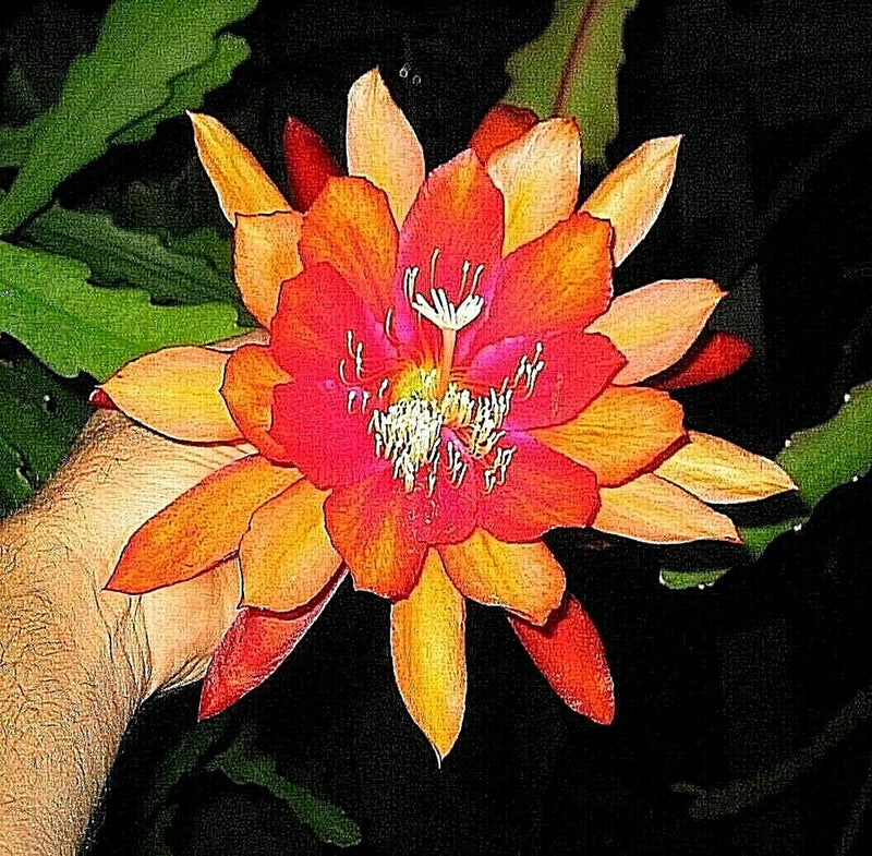 Orchid cactus flower with bright orange, red, and yellow petals