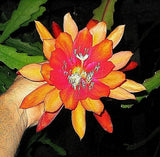 Orchid cactus flower with bright orange, red, and yellow petals