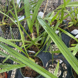Orchid live encyclia rioclarense - bare root Orchids