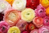 6 Mixed Ranunculus Bulbs - Ships from Iowa, USA - 6 Large Healthy Bulbs Ranunculus
