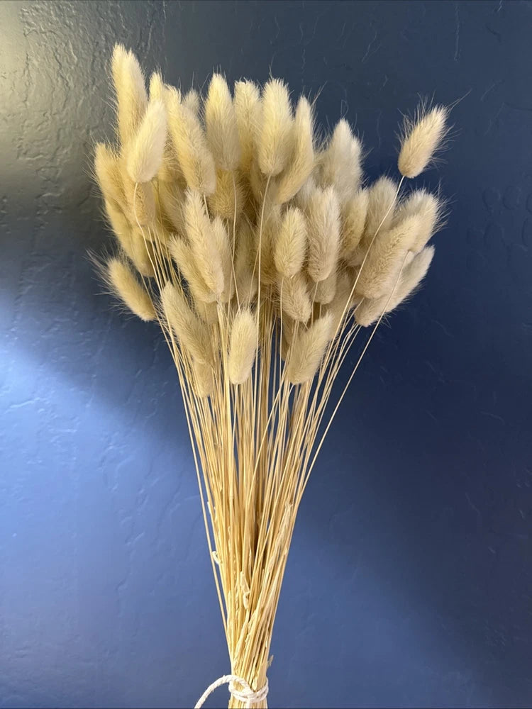 Dried bunny tails bundle with cream fluffy seed heads on stems