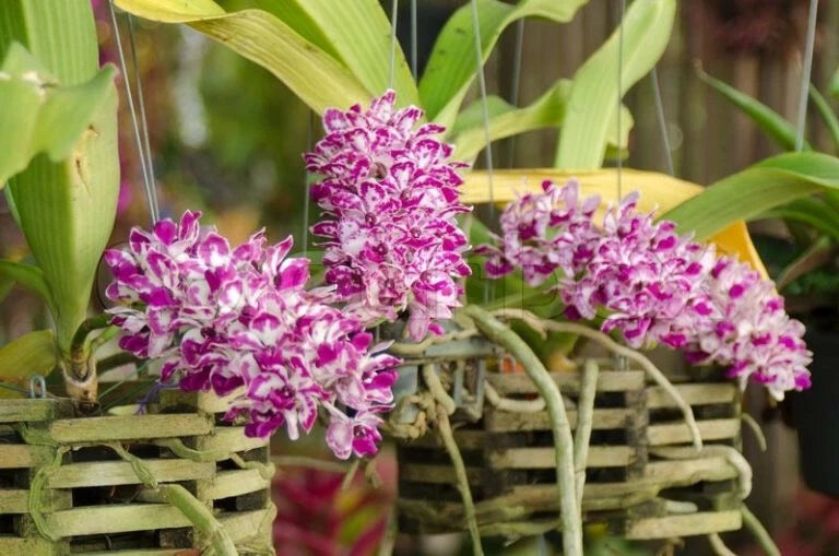orchid species plant Orchids
