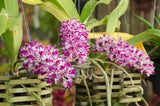 orchid species plant Orchids