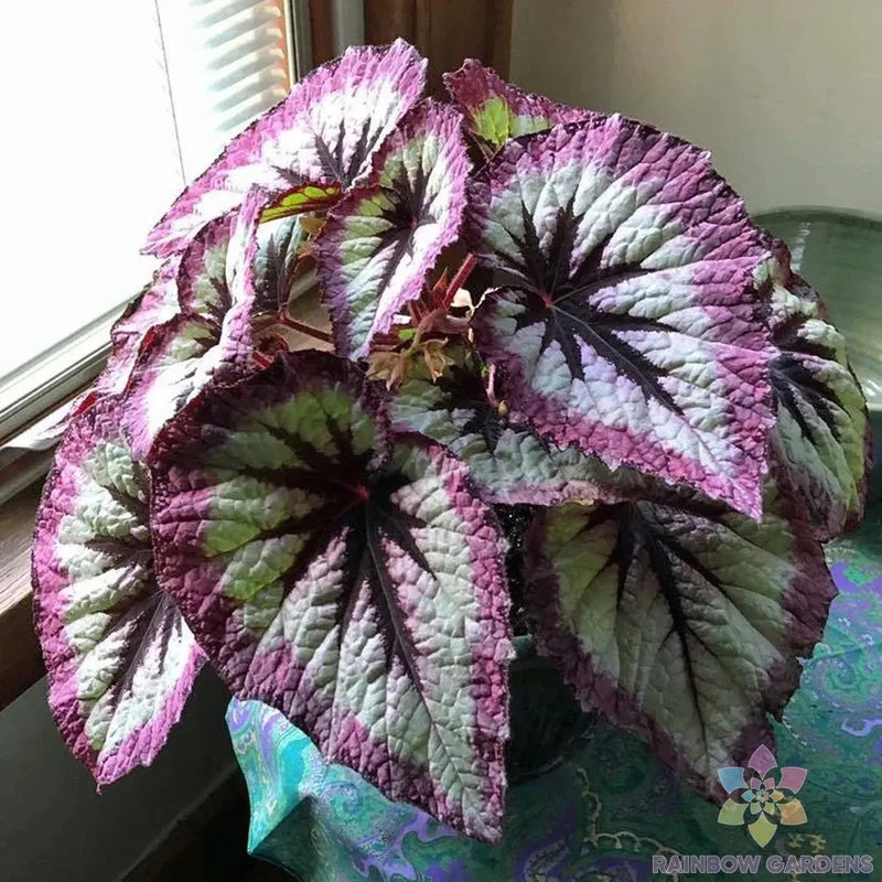 25+ Two Tone Purple Rex Begonia Seeds for Garden Planting - USA - FREE SHIPPING! Garden Plants