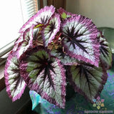 25+ Two Tone Purple Rex Begonia Seeds for Garden Planting - USA - FREE SHIPPING! Garden Plants