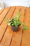 Kleinia petrea; Trailing Jade; 3Ó planter Orchids