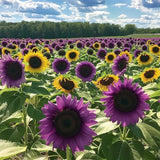 50pcs Rare Purple Sunflower Seeds - Field ÔViolet GlowÕ - Stunning Heirloom Sunflower