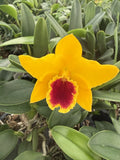 Orchid Plant Cataleya min flowers  no bu my pock  on color 2 in pot Orchids