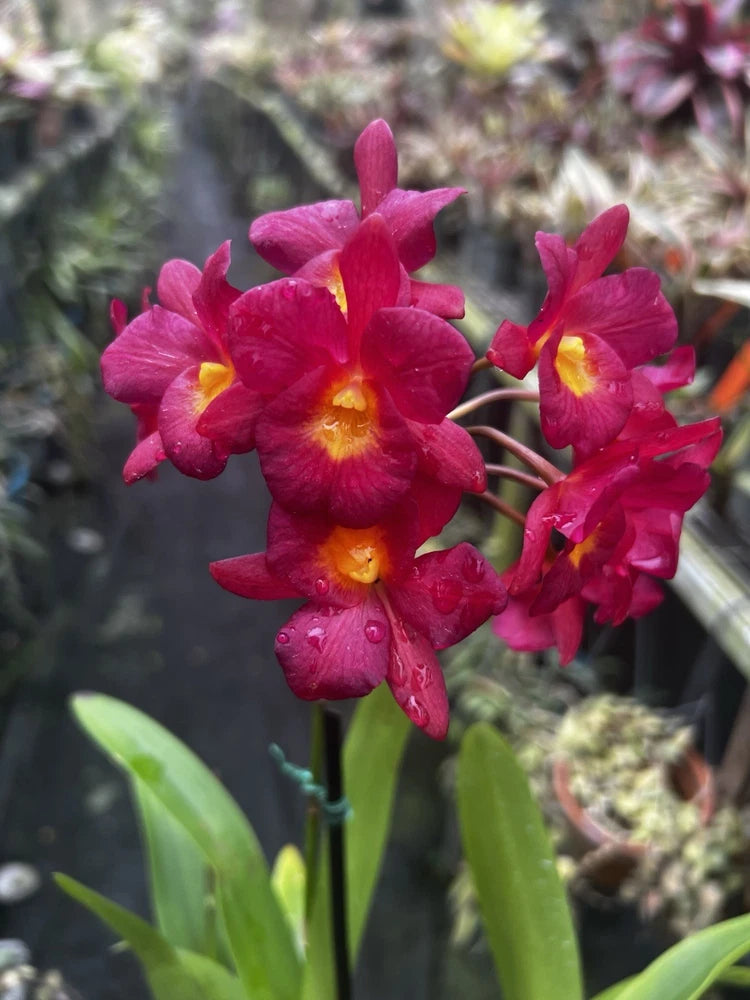 Ctna. Why Not orchid flowers, bright pink with yellow centers and green leaves