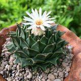 3-4CM Succulent Cactus Plant Obregonia Denegrii Cactaceae Home Garden Beautiful Garden Plants