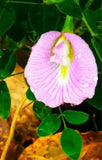 Clitoria Ternatea Pink 10 Seeds, Butterfly Pea Garden Vine, Asian Pigeonwings Garden Plants
