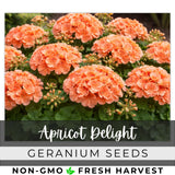 100+ Geranium Seeds -Apricot Delight- Fragrant - Fresh Flower Seeds Non GMO Flowering Plants