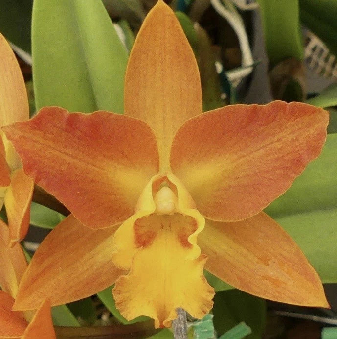 Orange orchid bloom with yellow center and ruffled lip