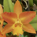 Potinara My Orange NN Bloom size Orchids