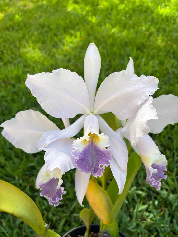 White orchid with purple ruffled lip and yellow center, green leaves in pot