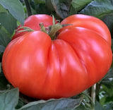 MORTGAGE LIFTER TOMATO SEEDS 50+ INDETERMINATE vegetable GARDEN beefsteak Garden Plants