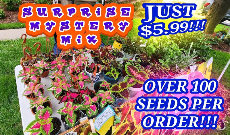 COLEUS SEEDS- MYSTERY SURPRISE MIX- 100+ Seeds!! Flowering Plants