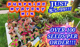 COLEUS SEEDS- MYSTERY SURPRISE MIX- 100+ Seeds!! Flowering Plants