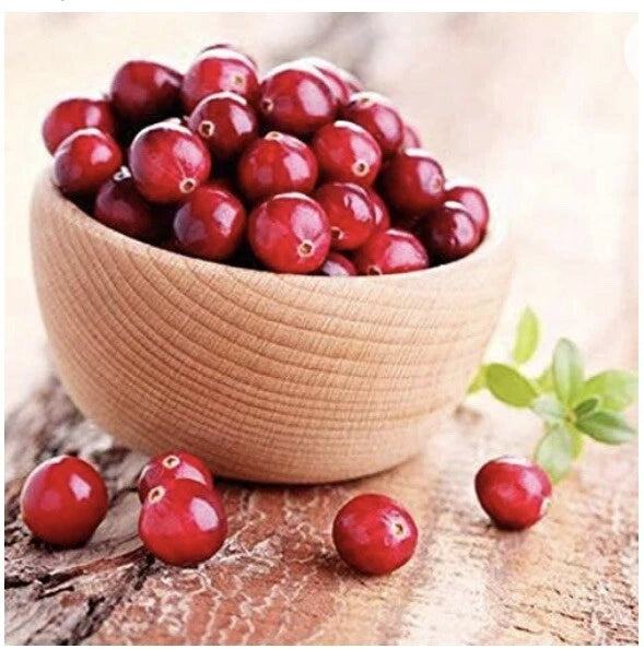 1 plant Pilgrim Cranberry (Vaccinium Macrocarpon) 1 year old Flowering Plants