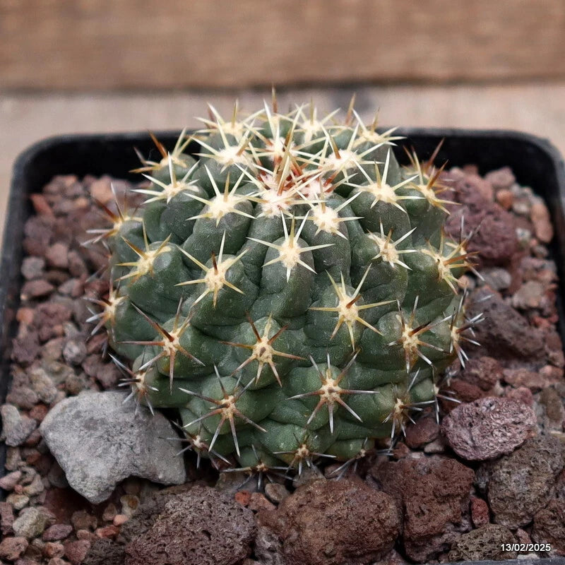 D3753 THELOCACTUS LEUCACANTHUS pot10-H6-W7 cm MaMa cactus Green Plant