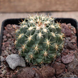 D3753 THELOCACTUS LEUCACANTHUS pot10-H6-W7 cm MaMa cactus Green Plant