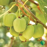 5 Issai Hardy Kiwi Plant Actinidia arguta Starter Plant Green Plant