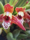 Orchid Plant Maxillaria yenuifolia Green Valley  5 stems bloom size  2 in pot bs Orchids