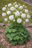 White Double Columbine Seeds Monochrome Moon Garden Flower Perennial 100 Seeds Garden Plants