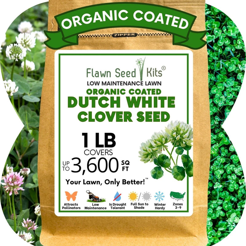 Dutch White Clover Seed, Organic Coated, Eco-Friendly, Low Maintenance Flowering Plants