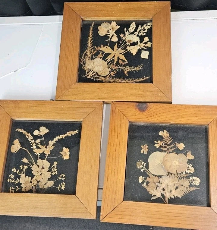 Set of 3 wood-framed dried flower pressings with beige blooms on dark backgrounds