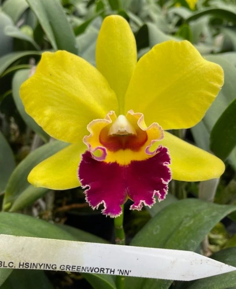 Yellow orchid bloom with ruffled magenta-red center and purple throat, with white name tag