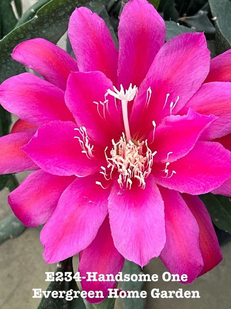 Hot pink orchid cactus flower in small starter pot, with green leaves