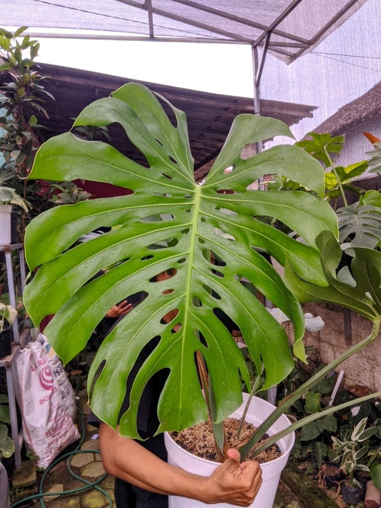 Monstera Deliciosa Very Green Beauty Super Big Size Mature Real Picture Green Plant