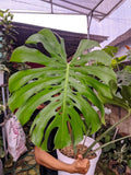 Monstera Deliciosa Very Green Beauty Super Big Size Mature Real Picture Green Plant