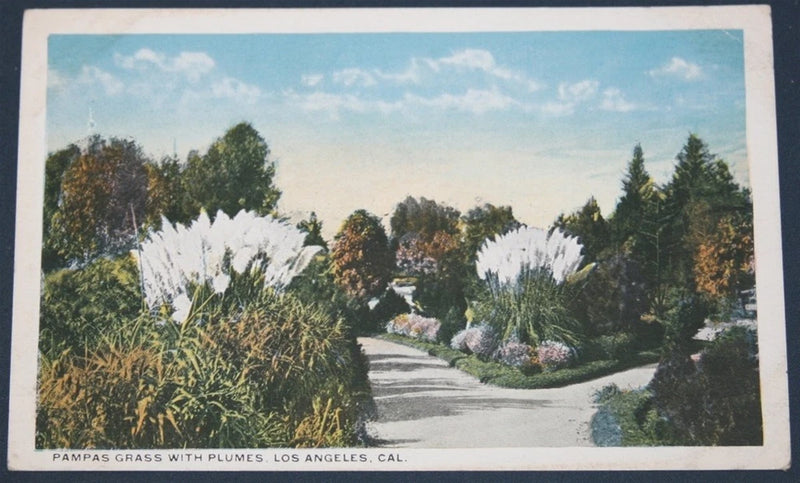 Pampas Grass With Plumes, Los Angeles, CA Postcard Pampas Grass