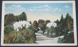 Pampas Grass With Plumes, Los Angeles, CA Postcard Pampas Grass