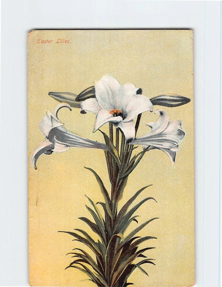 Easter lily postcard with vintage white lily illustration and green leaves